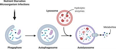 Autophagy in aging-related oral diseases